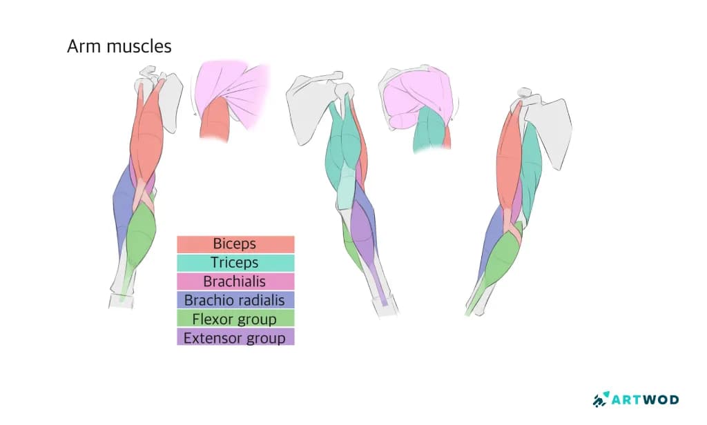 Passo 2: Desenhando Braços: Técnicas de Anatomia e Estilização