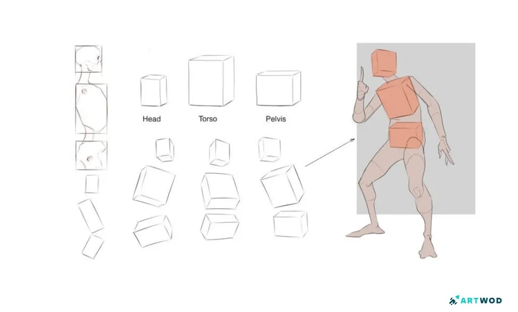 Décomposition du mannequin humain : boîtes pour la tête, le buste et le bassin avec la taille, la masse et les proportions. Dessins numériques en 2d.