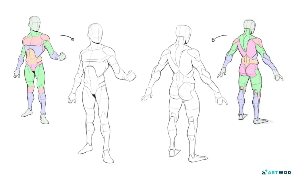 Beispiele für Anatomiezeichnungen