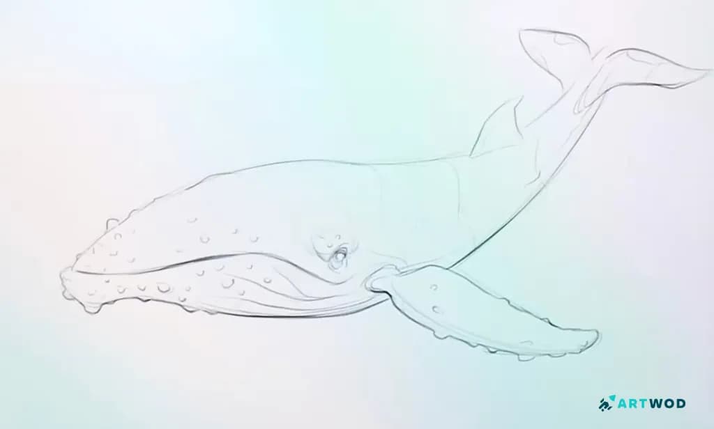 Step 5: Drawing Whales: Realistic and Stylised Marine Art