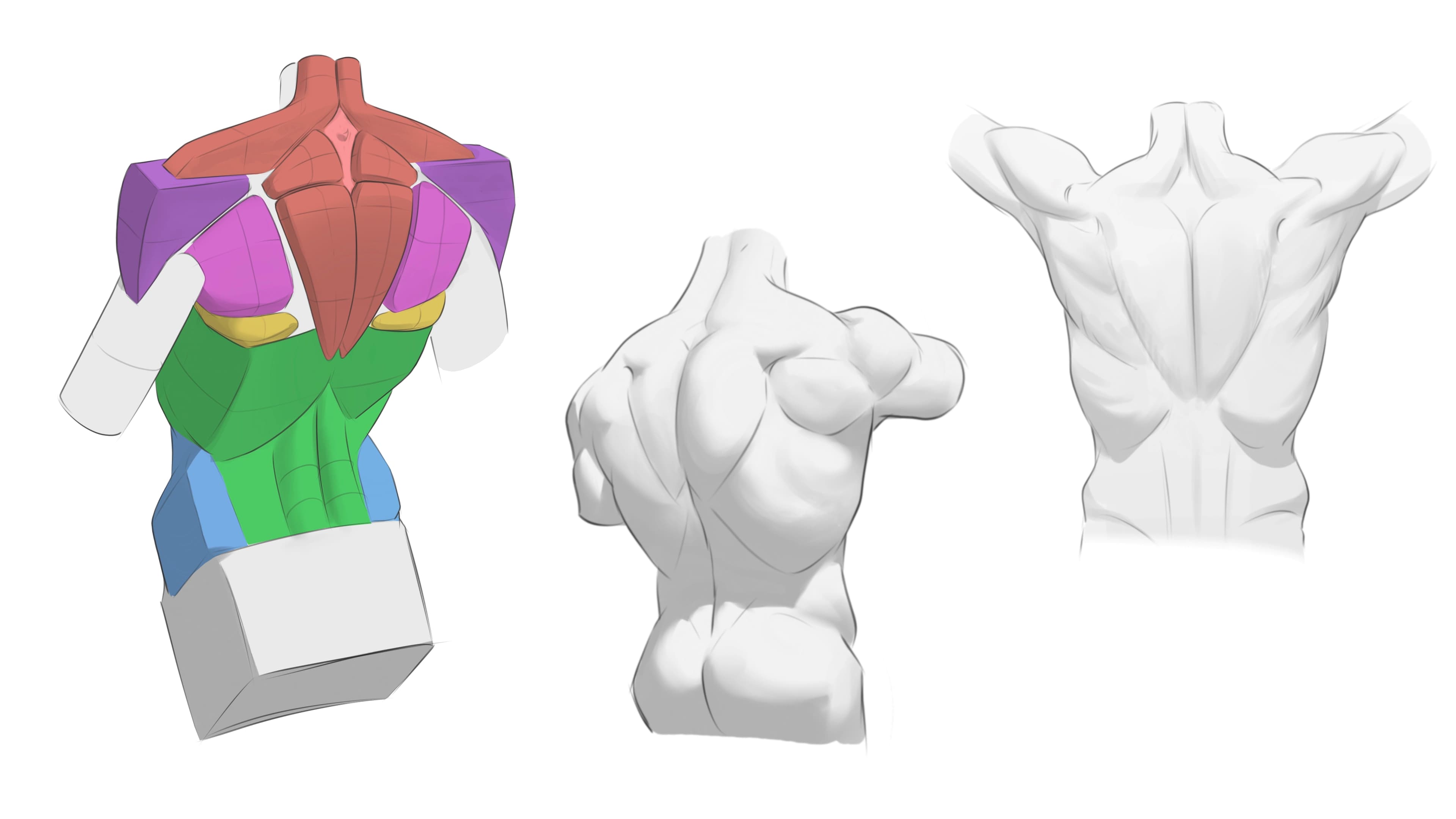 Learning anatomy using simple manipulated form instead of complex latin names!