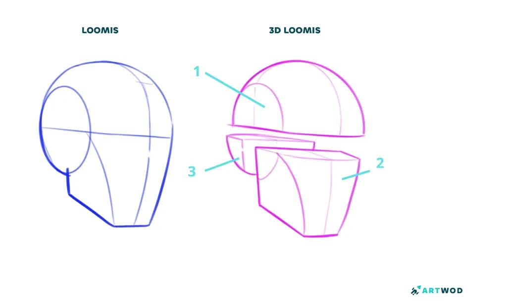 Étape 1, Comment dessiner des visages : comparaison entre la tête Loomis et la tête Loomis en 3D