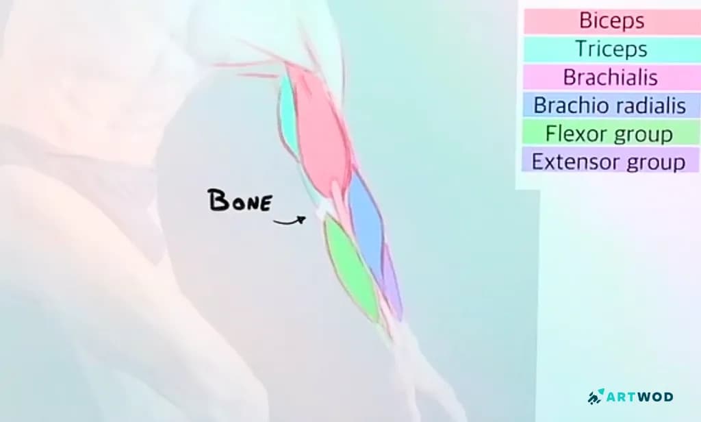 Passo 3: Desenhando Braços: Técnicas de Anatomia e Estilização