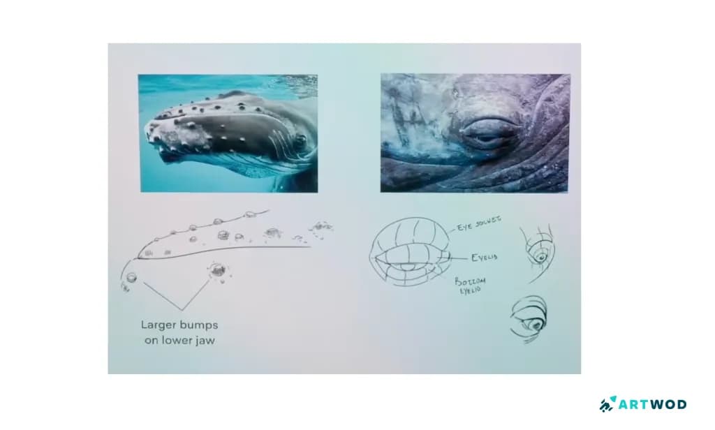 Step 4: Drawing Whales: Realistic and Stylised Marine Art