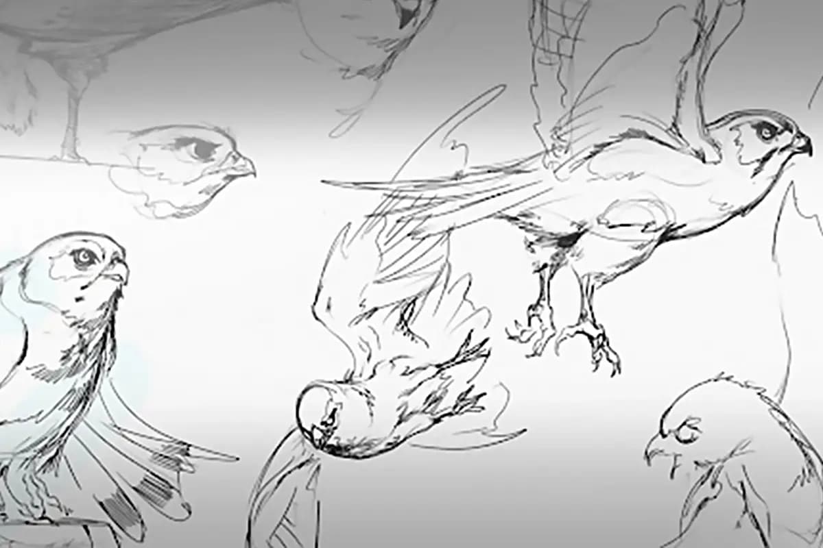 Domina Dibujar Aves: técnicas y consejos para aves realistas y estilizadas