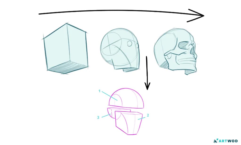 Comment dessiner un crâne ? La méthode Loomis 3D et la méthode des boîtes