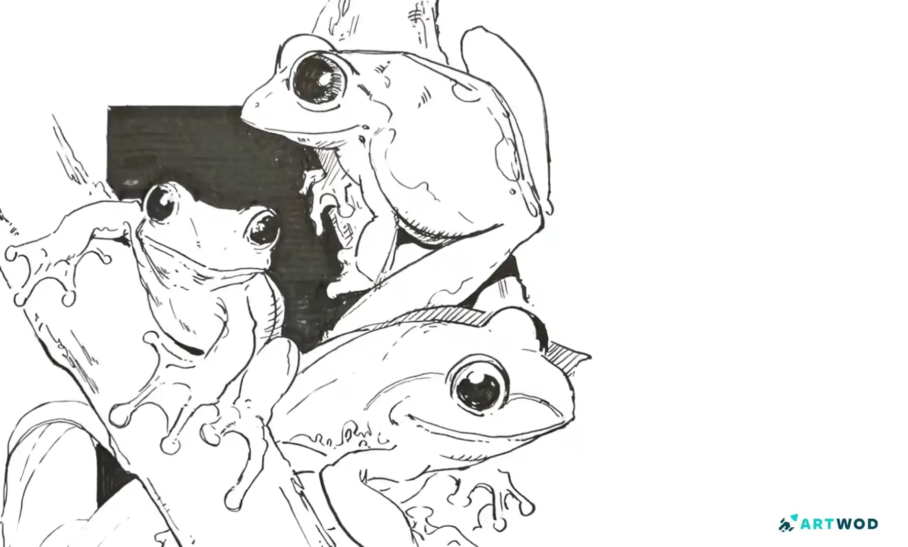 Frogs traditional drawing by Antonio Stappaerts