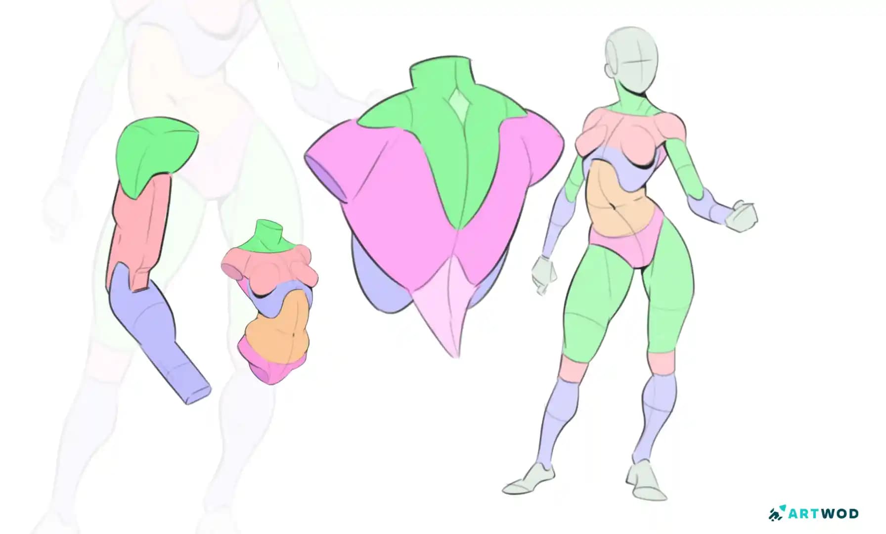 How to Practice Anatomy Drawing Without Getting Overwhelmed