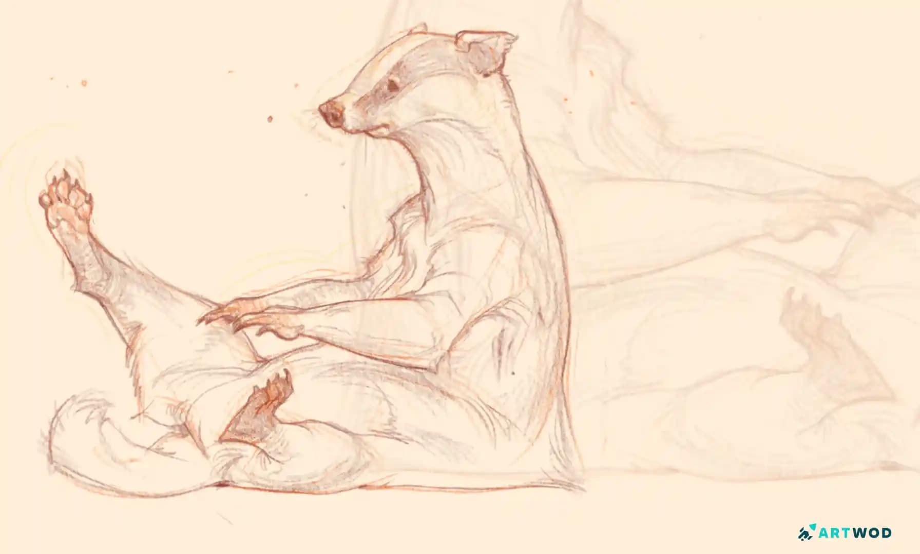 Waschbär sitzend, traditionelle Waschbärzeichnung mit braunen und violetten Stiften