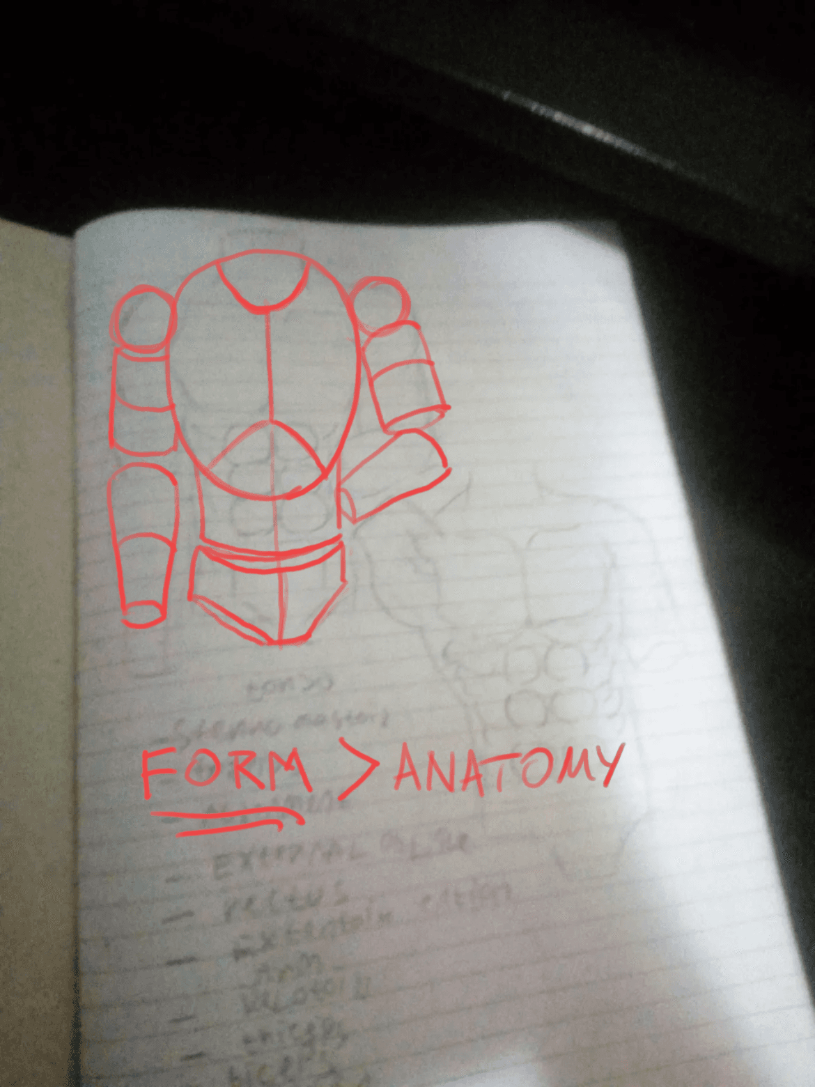Torso anatomy