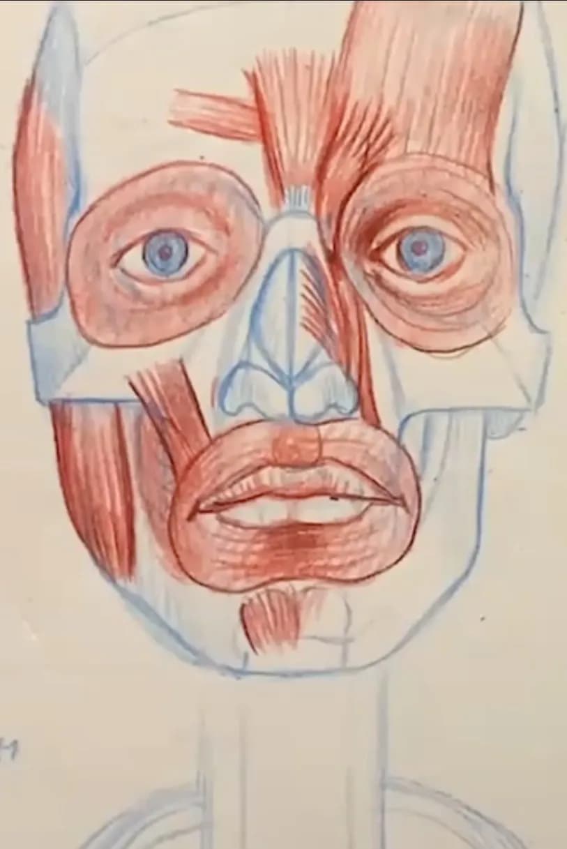 Anatomy of face!