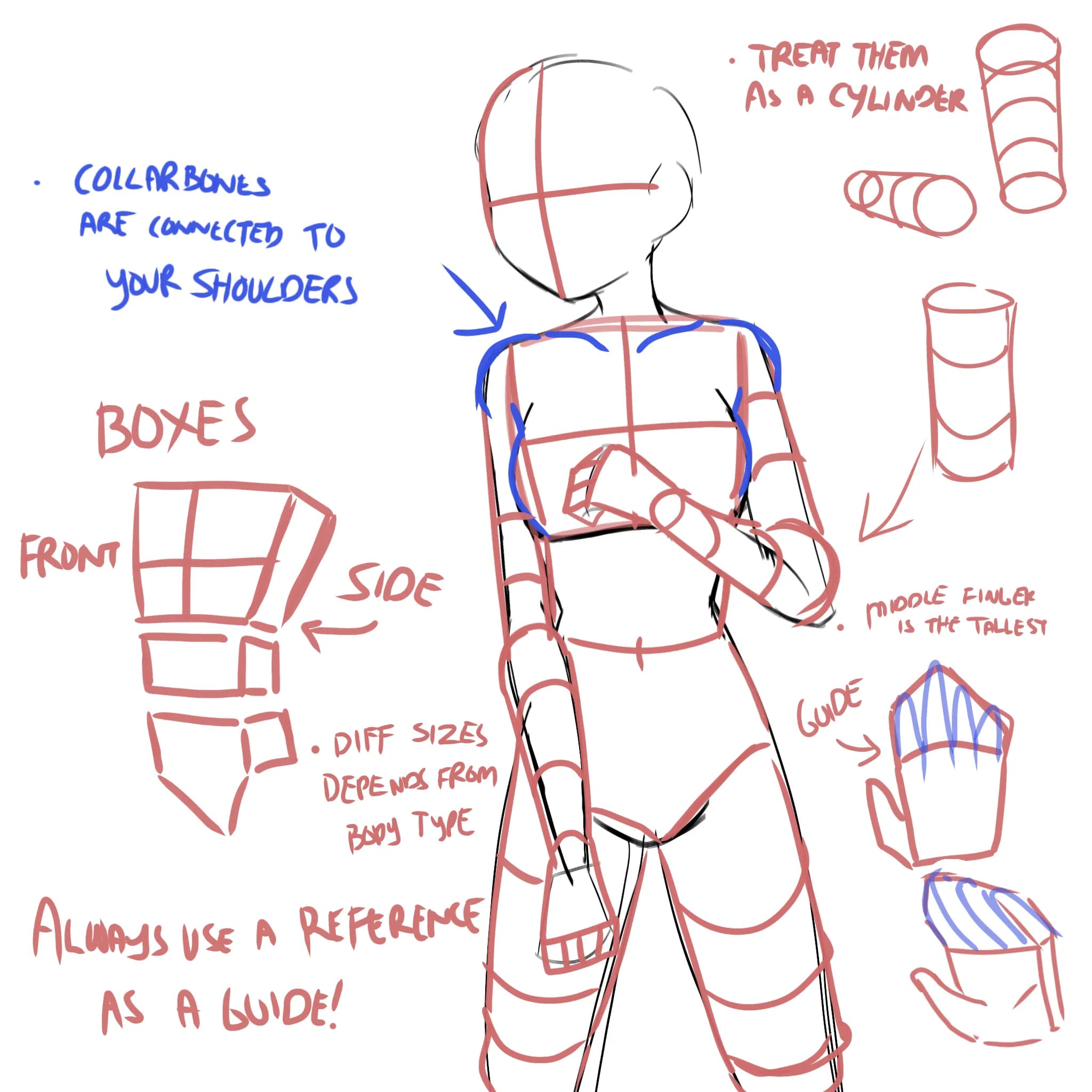 Anatomy practice