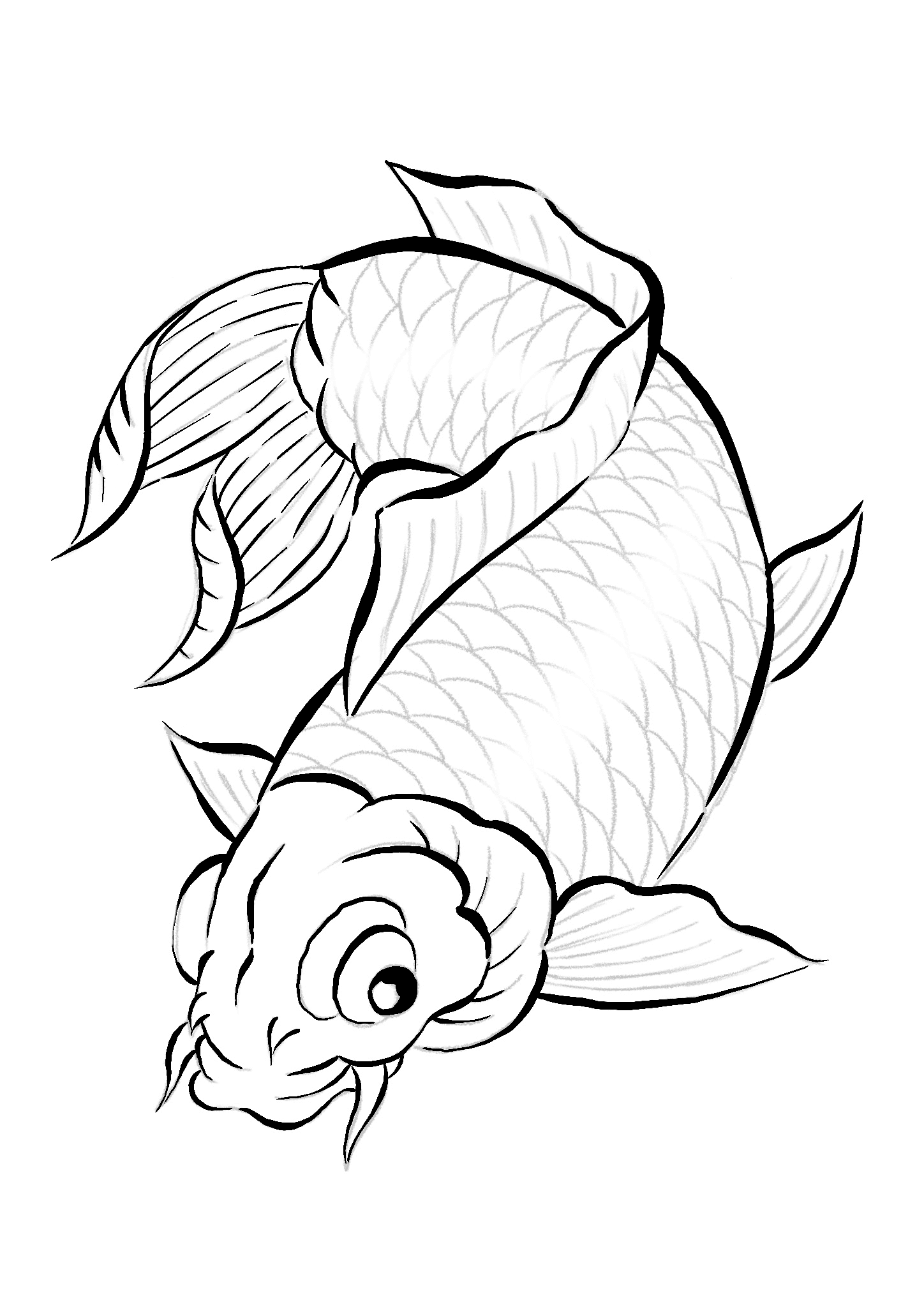 Carp Koi