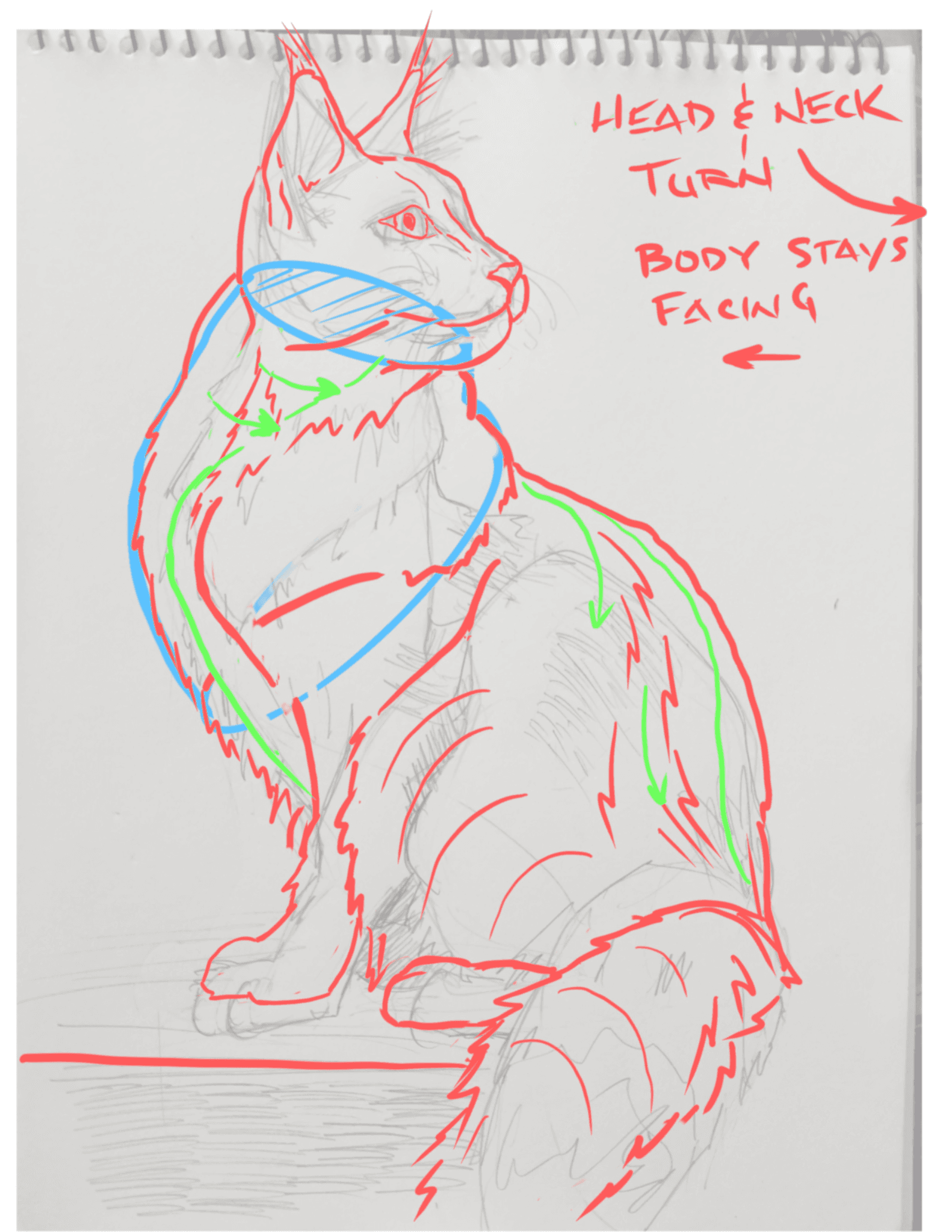 Cat drawing