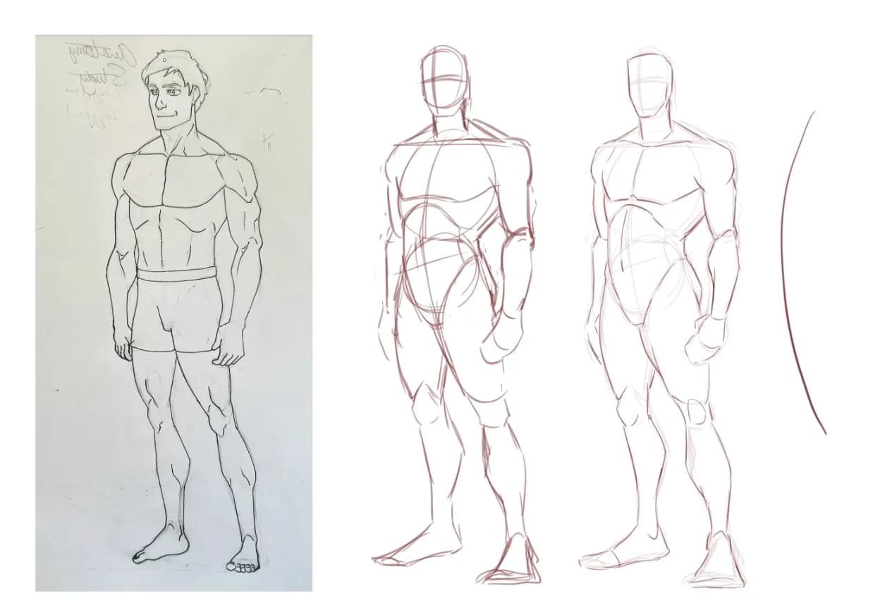 proportions and anatomy study