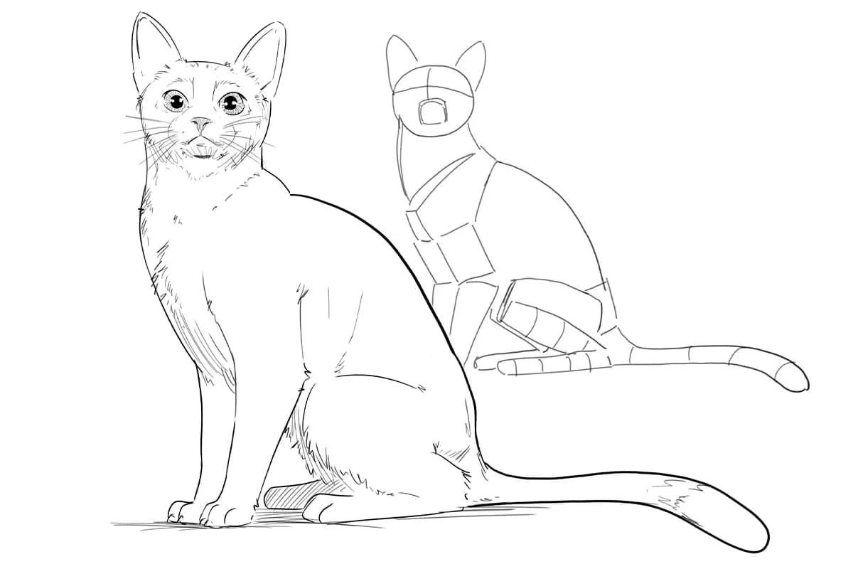 Cómo dibujar gatos: una guía paso a paso para principiantes